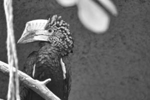 bec de corne à joues argentées, en noir et blanc, assis sur une branche. plumage coloré photo