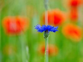 fleur de bleuet unique sur un champ de coquelicots. le bleu fait briller les pétales. coup de détail photo