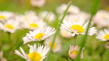 champ de marguerite avec beaucoup de bokeh sur un pré. beaucoup de fleurs au sol vue . photo