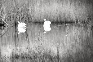 paire de cygnes, en noir et blanc, dans le parc naturel darss. photo