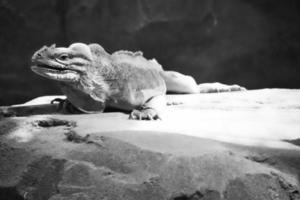 grand iguane en noir et blanc allongé sur une pierre. peigne épineux et peau écailleuse photo