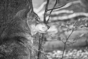 loup mongol dans une forêt de feuillus se bouchent en noir et blanc. photo