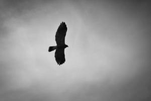 un aigle à tête blanche. tir détaillé. oiseau gracieux et fier. photo