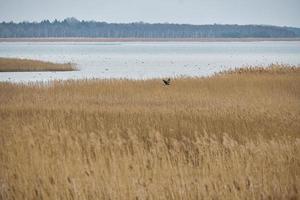 belvédère ornithologique de pramort sur le darss. vaste paysage avec vue sur le bodden et la mer baltique photo