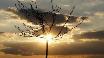 jeune arbre nu à travers lequel les rayons du soleil brillent, avec un ciel couvert. photo