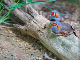 couple de diamants mandarins amoureux câlins sur un tronc d'arbre. petits oiseaux romantiques et mignons photo