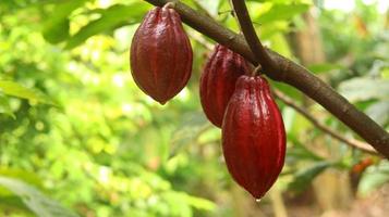 cabosse de cacao rouge sur l'arbre dans le domaine. cacao ou theobroma cacao l. est un arbre cultivé dans des plantations originaires d'amérique du sud, mais qui est maintenant cultivé dans diverses régions tropicales. Java, Indonésie. photo