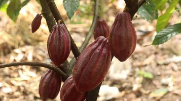 cabosse de cacao rouge sur l'arbre dans le domaine. cacao ou theobroma cacao l. est un arbre cultivé dans des plantations originaires d'amérique du sud, mais qui est maintenant cultivé dans diverses régions tropicales. Java, Indonésie. photo