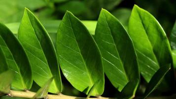 gros plan de la plante zamioculcas zamiifolia, du joyau de zanzibar ou du palmier émeraude. connue sous le nom de plante dollar ou plante zz. fond de nature verte. photo