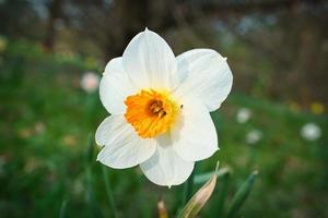 jonquilles à Pâques sur un pré. les fleurs blanches jaunes brillent contre l'herbe verte. photo