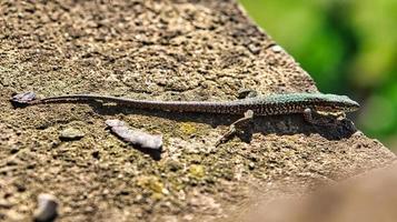 un lézard prend un bain de soleil sur une pierre photo