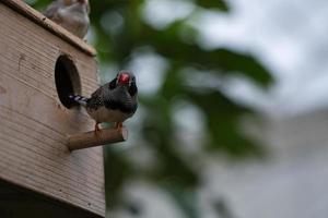 Paire de diamants mandarins sur une maison d'oiseau. photo