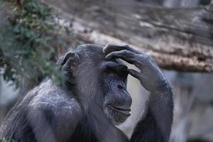 un chimpanzé pensif du zoo de berlin photo