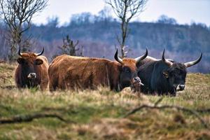 bovins highland dans un pré. cornes puissantes fourrure brune. agriculture et élevage photo