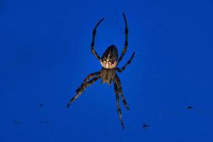 araignée croisée dans le web. le chasseur guette sa proie photo