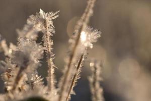 cristaux de glace qui se sont formés sur les brins d'herbe. à la lumière du soleil couchant.