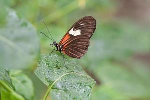 papillon exotique sur une feuille. papillon délicat et coloré. photo