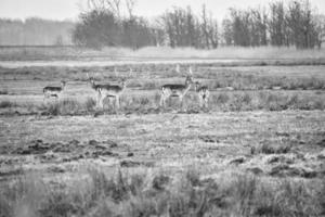 cerf vivant libre en noir et blanc sur le darss. mammifères avec bois en allemagne photo