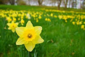 jonquilles à Pâques sur un pré. les fleurs blanches jaunes brillent contre l'herbe verte. photo