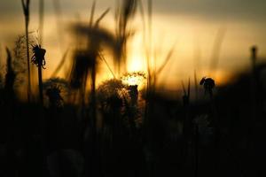 pissenlit au coucher du soleil avec un beau bokeh. à l'heure du soir photo nature