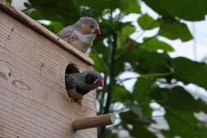 Paire de diamants mandarins sur une maison d'oiseau. photo