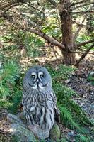 un hibou barbu du zoo de berlin. la vue est dirigée vers l'observateur photo