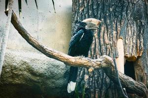 bec de corne à joues argentées assis sur une branche. plumage coloré. grand bec d'oiseau australien photo