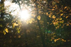 forêt de feuillus d'automne avec des rayons de soleil pénétrants photo