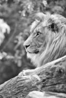 lion en noir et blanc avec une belle crinière allongé sur un rocher. prédateur détendu. photo