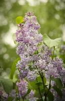 autorisé de délicates fleurs de lilas violet sur le buisson dans le jardin. temps de Pâques photo