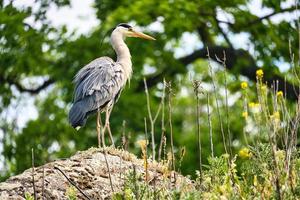 le héron cendré guette sa proie. des oiseaux s'immobilise. gros plan du beau plumage photo