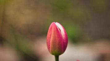 tulipe rouge recadrée et tournée avec bokeh dans un pré au printemps. photo