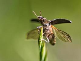 photo macro d'un coléoptère. détaillé avec un joli bokeh