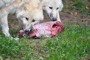 jeune loup blanc, pris dans le wolfspark werner freund en se nourrissant photo