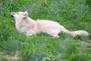 jeune loup blanc du parc aux loups werner freund. photo