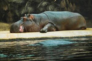 hippopotame allongé sur un sol en pierre et se reposant. grand mammifère d'afrique. animal végétalien photo