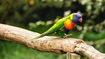 le loriquet également appelé lori en abrégé, sont des oiseaux ressemblant à des perroquets au plumage coloré photo