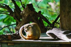 singe écureuil assis sur une plate-forme et prenant de la nourriture. sur un arbre enveloppé de feuilles photo