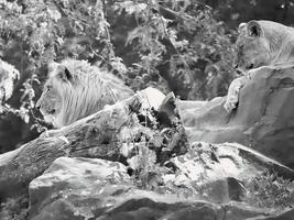 couple de lions en noir et blanc, allongé sur un rocher. prédateurs détendus à la recherche photo