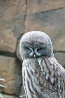 un hibou moineau sur un tronc d'arbre. le regard est dirigé vers le spectateur. beau plumage photo