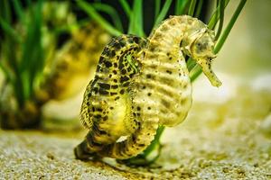 paire d'hippocampes dans l'herbe de mer. intéressant à regarder. photo
