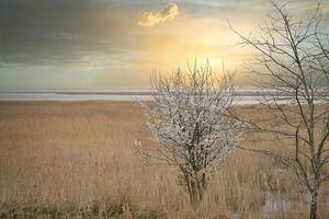 arbre dans les roseaux sur le darss. ciel dramatique au bord de la mer. paysage sur la mer baltique. photo