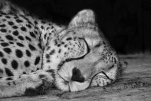 guépard en noir blanc couché derrière l'herbe. fourrure tachetée. le gros chat est un prédateur photo