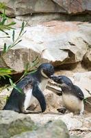 embrasser le pingouin. oiseaux noirs et blancs en couple sur terre. photo d'animaux en gros plan.