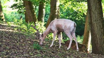 cerf blanc isolé dans une forêt de feuillus. photo d'animal du mammifère.