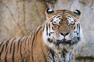 tigre de Sibérie. grand chat élégant. prédateur en voie de disparition. fourrure rayée blanche, noire, orange photo