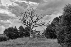 chat damatique photographie blanche d'un arbre mort sur un pré photo