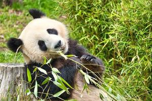 grand panda assis mangeant du bambou. les espèces menacées. mammifère noir et blanc photo