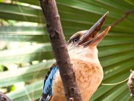 hans riant sur une branche se nourrissant de vers de farine. beau plumage coloré photo