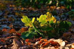 feuilles de chêne colorées sur le sol de la forêt en automne. les rayons du soleil frappent les feuilles. photo